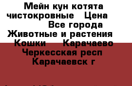 Мейн-кун котята чистокровные › Цена ­ 25 000 - Все города Животные и растения » Кошки   . Карачаево-Черкесская респ.,Карачаевск г.